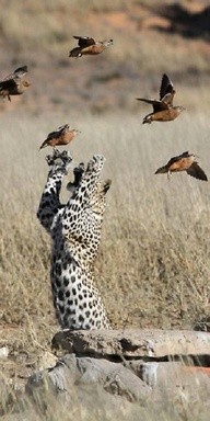 Photo:  cats and birds